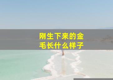 刚生下来的金毛长什么样子