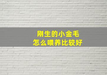 刚生的小金毛怎么喂养比较好