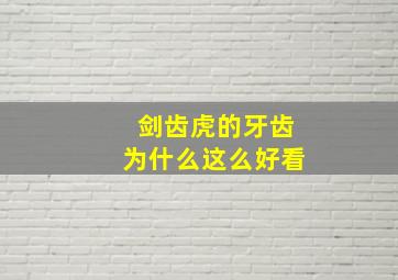 剑齿虎的牙齿为什么这么好看