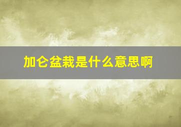 加仑盆栽是什么意思啊