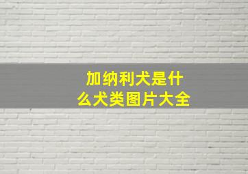 加纳利犬是什么犬类图片大全