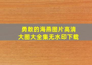 勇敢的海燕图片高清大图大全集无水印下载