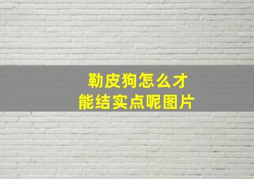 勒皮狗怎么才能结实点呢图片