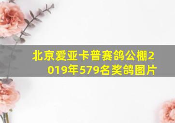 北京爱亚卡普赛鸽公棚2019年579名奖鸽图片