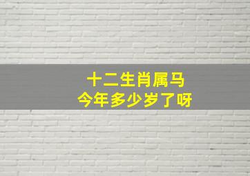 十二生肖属马今年多少岁了呀