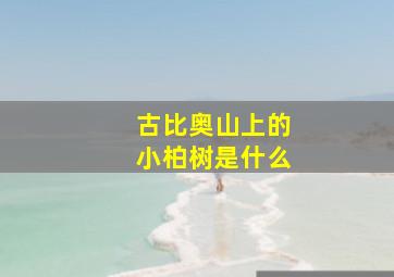 古比奥山上的小柏树是什么