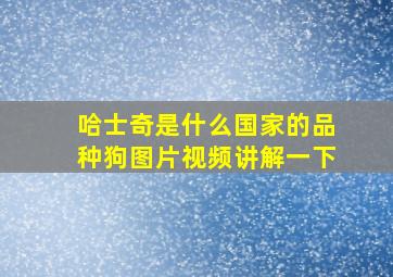 哈士奇是什么国家的品种狗图片视频讲解一下