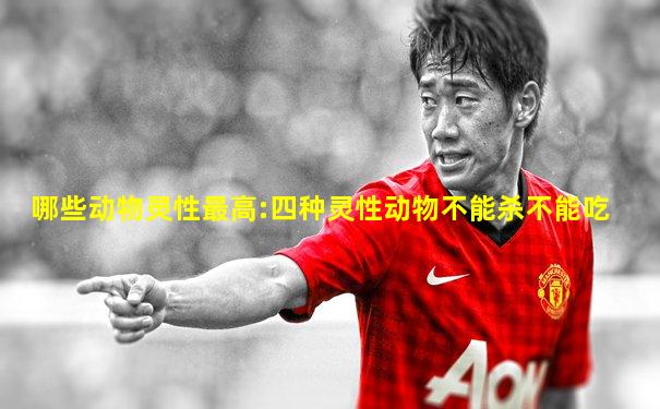 哪些动物灵性最高:四种灵性动物不能杀不能吃