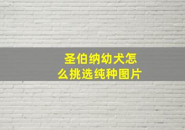 圣伯纳幼犬怎么挑选纯种图片