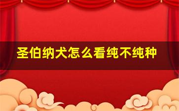 圣伯纳犬怎么看纯不纯种