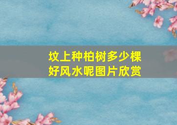 坟上种柏树多少棵好风水呢图片欣赏