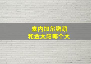 塞内加尔鹦鹉和金太阳哪个大