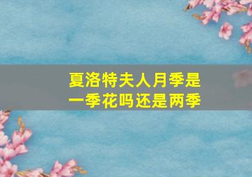 夏洛特夫人月季是一季花吗还是两季