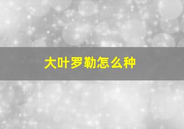 大叶罗勒怎么种