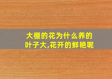 大棚的花为什么养的叶子大,花开的鲜艳呢