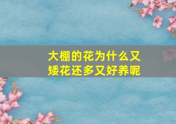 大棚的花为什么又矮花还多又好养呢