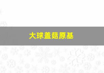 大球盖菇原基