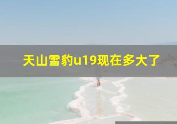 天山雪豹u19现在多大了