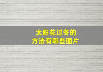 太阳花过冬的方法有哪些图片