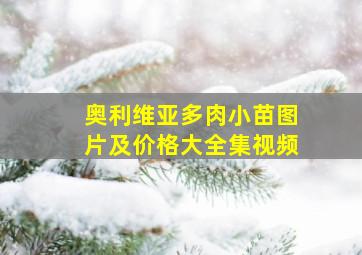 奥利维亚多肉小苗图片及价格大全集视频