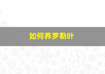 如何养罗勒叶