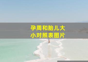 孕周和胎儿大小对照表图片