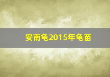 安南龟2015年龟苗