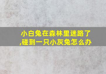 小白兔在森林里迷路了,碰到一只小灰兔怎么办