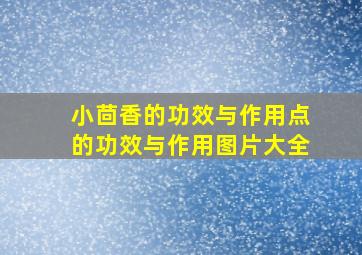 小茴香的功效与作用点的功效与作用图片大全