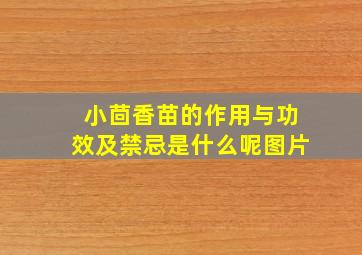 小茴香苗的作用与功效及禁忌是什么呢图片