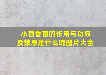 小茴香苗的作用与功效及禁忌是什么呢图片大全