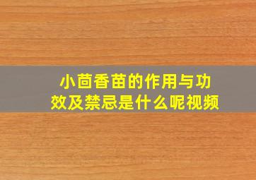 小茴香苗的作用与功效及禁忌是什么呢视频