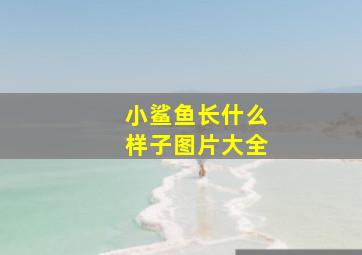 小鲨鱼长什么样子图片大全