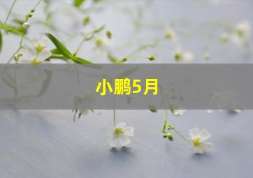 小鹏5月