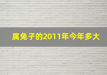 属兔子的2011年今年多大