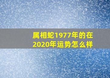 属相蛇1977年的在2020年运势怎么样