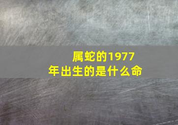 属蛇的1977年出生的是什么命