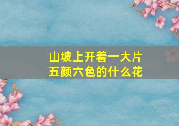 山坡上开着一大片五颜六色的什么花