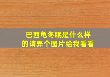 巴西龟冬眠是什么样的请弄个图片给我看看