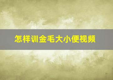 怎样训金毛大小便视频