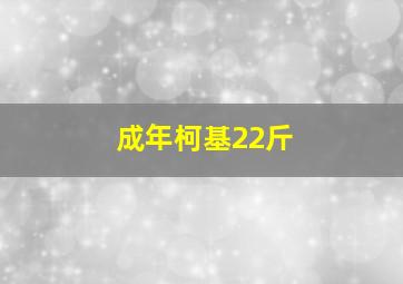 成年柯基22斤