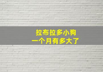 拉布拉多小狗一个月有多大了