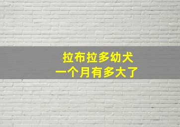 拉布拉多幼犬一个月有多大了