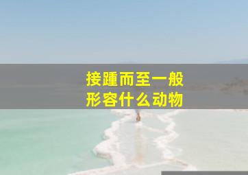 接踵而至一般形容什么动物