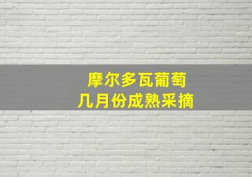 摩尔多瓦葡萄几月份成熟采摘