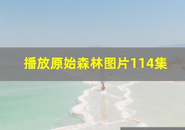 播放原始森林图片114集