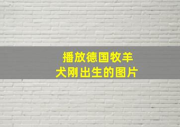 播放德国牧羊犬刚出生的图片