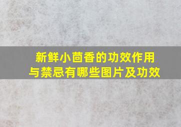 新鲜小茴香的功效作用与禁忌有哪些图片及功效