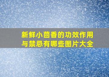 新鲜小茴香的功效作用与禁忌有哪些图片大全