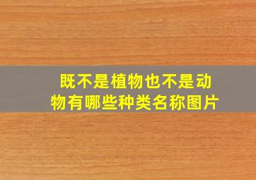 既不是植物也不是动物有哪些种类名称图片